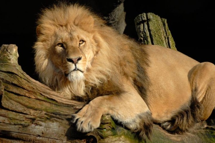 Une journée mondiale du lion : le roi des animaux face au braconnage